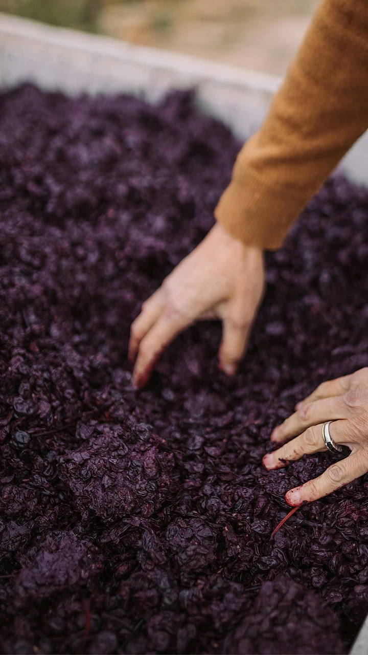 Person handling dark purple grapes in a vinegar making vat